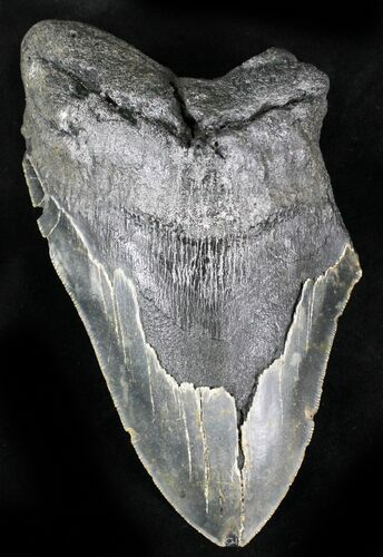 Massive, Partial Megalodon Tooth - North Carolina #28834